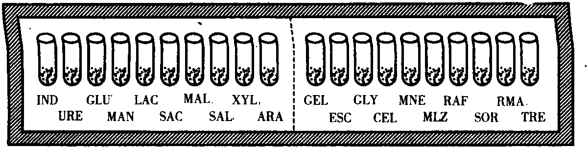 API 細(xì)菌數(shù)值鑒定系統(tǒng)